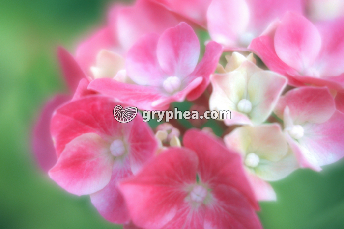 Hortensia (Hydrangea × serratophylla) - fleurs  - gryphea.com